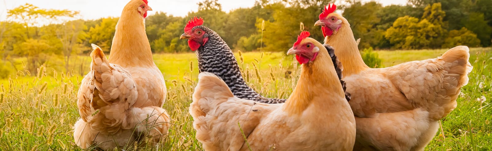Four hens in a sunny field
