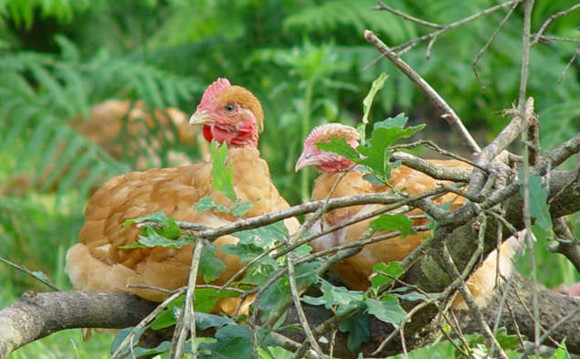 3. Značka Red Tractor prošlapuje novou cestu