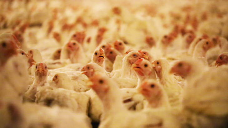 US chicken farm