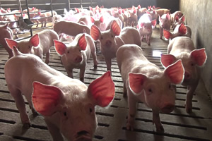 Pigs in a barren pen Pigs in a barren pen