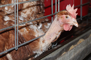 Hens in barren looking cages Hens in barren looking cages