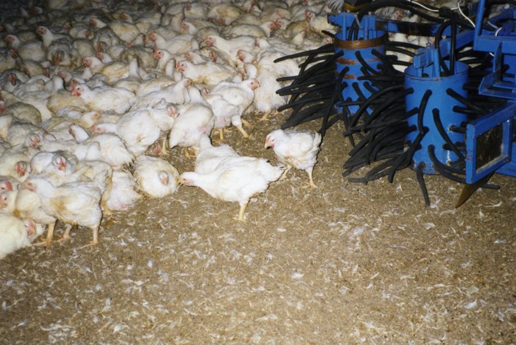 Zachycovací stroj může zachytit asi devět tisíc kuřat za hodinu Catching Machine INTBA_harvester_Denmark_1997_cJanice Cox_054.jpg
