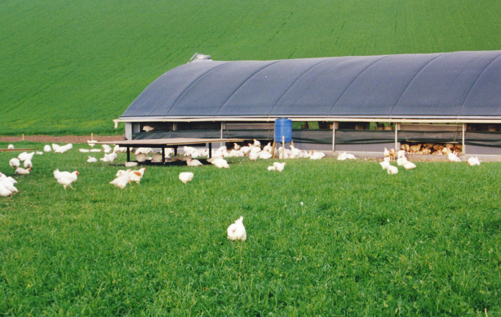 Ekologický chov brojlerů Organic broilers ranging, UK