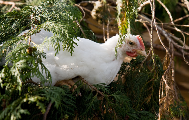 Volně chovaní brojleři Free range broiler perching on branch