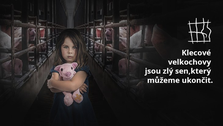 Cover photo - pigs test.jpg