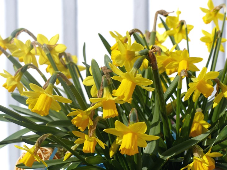 Plant Flower Wall Spring Yellow Garden 741561 Pxhere.Com