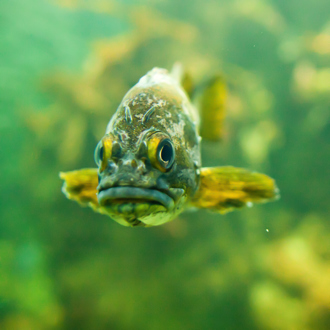 Unknownspeciesgrumpy Flickr.Com Thomas Hawk