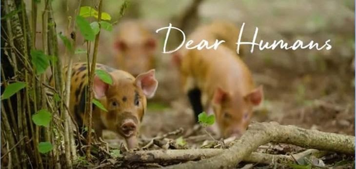Dear Humans