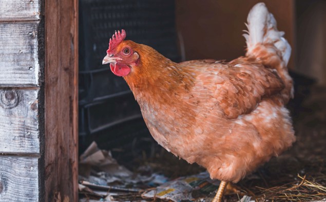 1. KFC jde příkladem