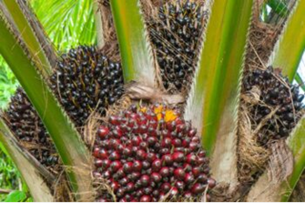 Palm Oil