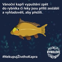 Animovaný kapr vypuštěný zpět do rybníka