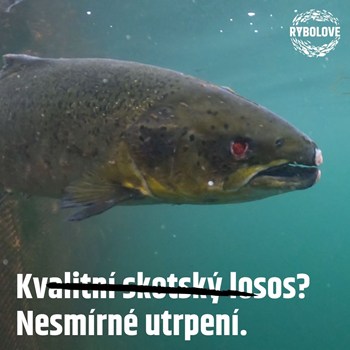 Kopie Návrhu Salmon Investigation Suffering