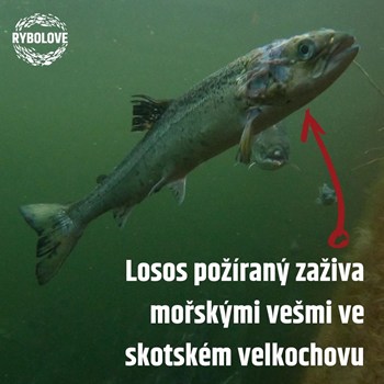 Losos Zaživa Požíraný