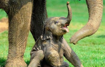Baby Sumatran Elephant (1)