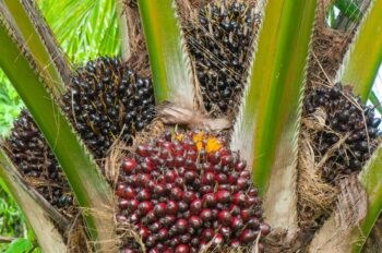 Caption Palm Oil Tree Credit Peangdao 1 350X232
