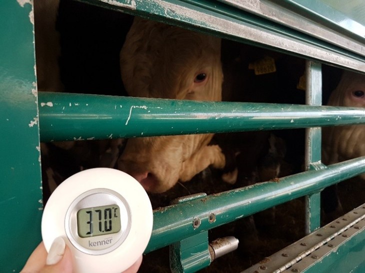 Kráva v kamionu, teploměr ukazuje 37 stupňů