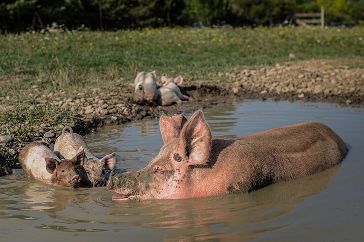 Spokojená prasnice se koupe se selaty venku